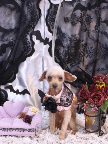 20231012きなこちゃん